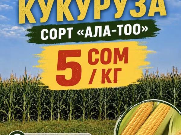 Силос из кукурузы, сорт «Ала-Тоо». Подходит для кормления КРС, овец и