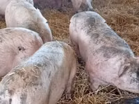Schweine (Partie, Geschlecht nicht angegeben) — Foto 6