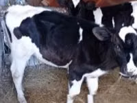 Rinder (Partie, Geschlecht nicht angegeben), Russian Black pied cattle — Foto 1