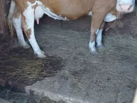 गाय, Simmental cattle — फ़ोटो 1