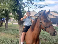 Horse (M), Horses — photo 3