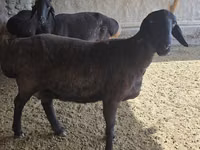 Schaf, Hissar sheep — Foto 1