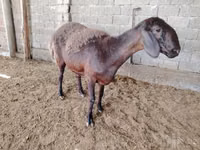 أغنام (دفعة، الجنس غير محدد), Blackheaded Persian sheep — الصورة 5