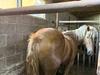 Yegua, Caballos — foto 3