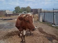 गाय, Simmental cattle — फ़ोटो 2