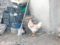 Chickens — foto 2
