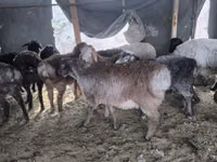 公羊, Hissar sheep — 照片 2