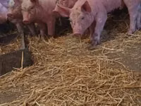 Schweine (Partie, Geschlecht nicht angegeben) — Foto 1