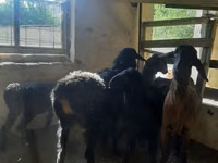 نعجة, Hissar sheep — الصورة 4