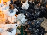 Chickens — Foto 6