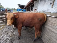 Buqa, Russian Black pied cattle — 4-rasm