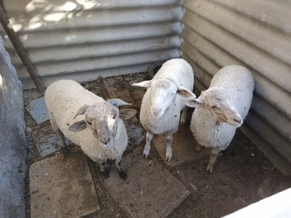 كبش, Yecheng sheep