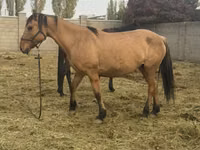 Stute, Kyrgyz Horse — Foto 3