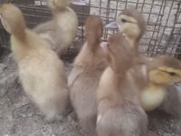 Ducks — फ़ोटो 1