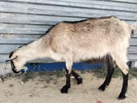 Ешкі, Alpine goat — 3-сурет