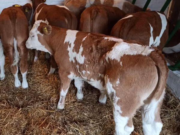 Bovinos (lote, sexo no especificado), Simmental cattle