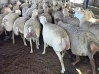 母羊, Sheep — 照片 1