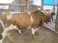 公牛, Swiss cattle — 照片 4