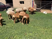 Schaf, Arashan sheep — Foto 8