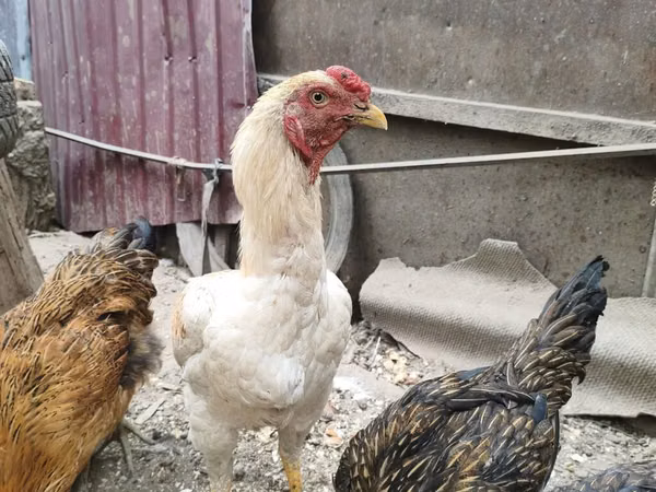 Chickens — Kirgisistan