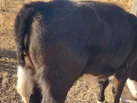 Buqa, Simmental cattle — 2-rasm