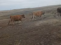 بقرة, Simmental cattle — الصورة 4