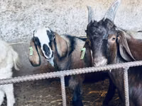 Ziegenbock, Nubian Goat — Foto 1