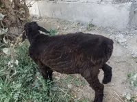 كبش, الأغنام — الصورة 4