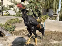 Chickens — الصورة 1