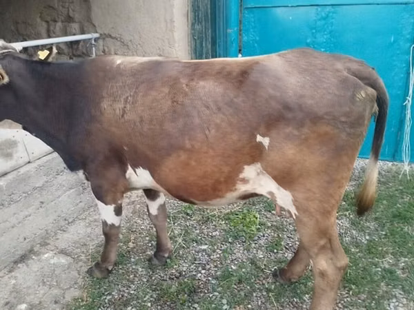 母牛, Cattle — 吉尔吉斯斯坦