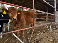 Bovinos (lote, sexo no especificado), Vaca Limousin — foto 4