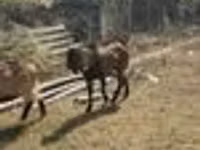 Cabra, Alpine goat — foto 6