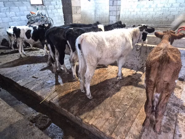 公牛, Cattle