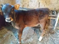 Sigir, Qoramol — 3-rasm