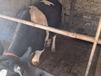 Bull, Russian Black pied cattle — photo 3