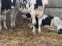 Toro, Russian Black pied cattle — foto 4
