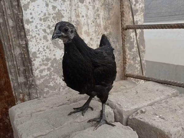 Ayam Cemani