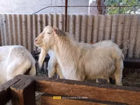 Cabro, Saanen goat — foto 2