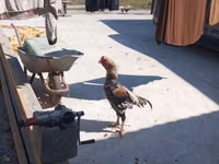 मेलीन — फ़ोटो 8