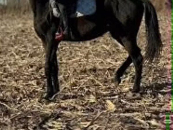 حصان, Hungarian horse breed