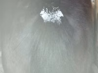 Hengst, Pferde — Foto 2