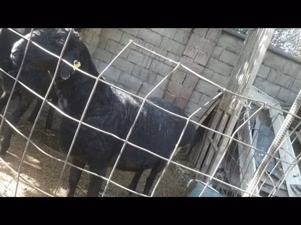 كبش, الأغنام — كازاخستان