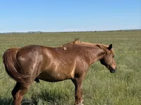 公马, Horses — 照片 3