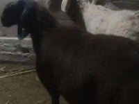 Кочкор, Арашан — сүрөт 1