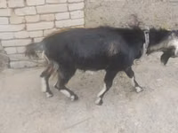 تيس, الماعز — الصورة 2