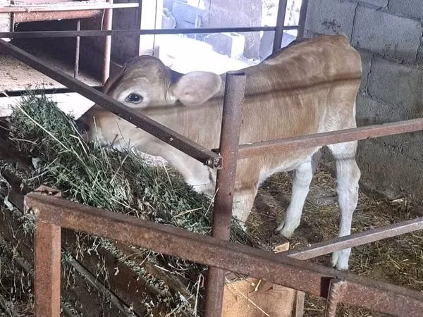 Kuh, Swiss cattle