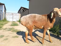 Widder, Agin sheep — Foto 5