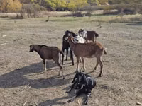 تيس, Nubian Goat — الصورة 3