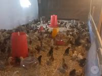 Chickens — Foto 3