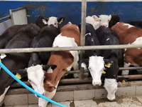 Buqa, Simmental cattle — 4-rasm